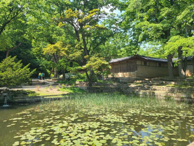 Unlocking the Hidden Splendor: 600-Year-Old Changdeokgung Korea Palace Secret Garden